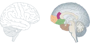 Human Brain Anatomy Illustration PNG image