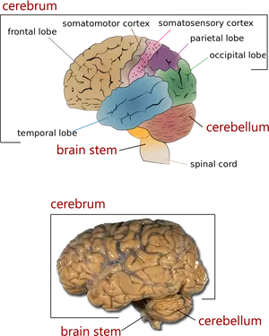 Human Brain Anatomy Illustrationand Photo PNG image