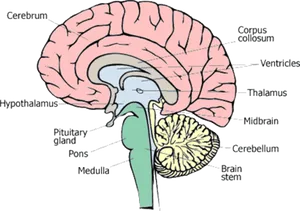 Human Brain Anatomy Labelled PNG