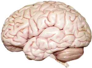 Human Brain Anatomy PNG