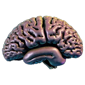 Human Brain And Consciousness Png 06212024 PNG image