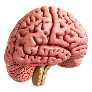 Human Brain And Exercise PNG 83