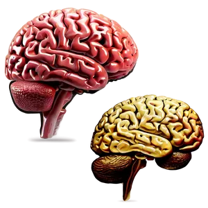 Human Brain And Exercise PNG Ana