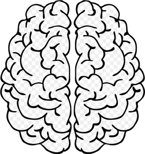 Human Brain Clipart Graphic PNG image