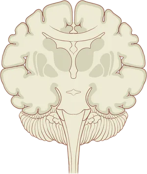 Human Brain Coronal Section Illustration PNG image