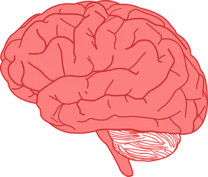 Human Brain Illustration PNG image