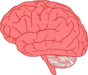 Human Brain Illustration PNG