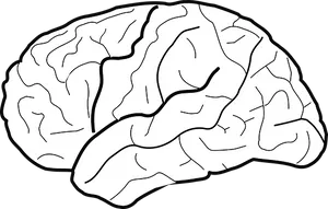 Human Brain Illustration PNG image