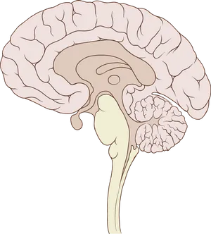 Human Brain Illustration PNG
