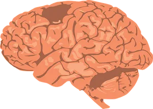 Human Brain Illustration PNG image