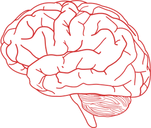 Human Brain Illustration PNG image