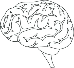 Human Brain Illustration PNG image