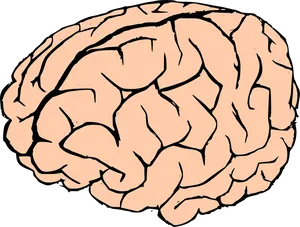 Human Brain Illustration PNG image