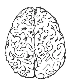 Human Brain Illustration PNG image