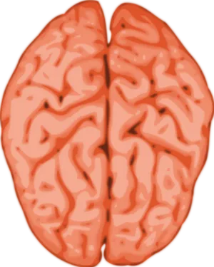 Human Brain Illustration.png PNG image