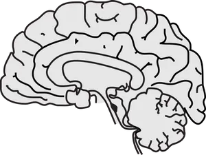 Human Brain Illustration PNG image