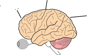 Human Brain Illustration PNG image