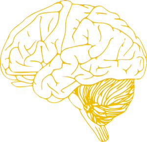 Human Brain Illustration PNG