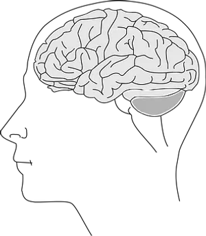 Human Brain Illustration PNG image