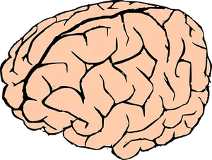 Human Brain Illustration PNG image