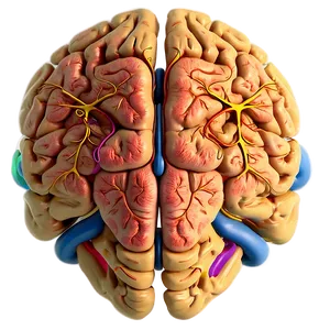 Human Brain Lobes Diagram Png 06212024 PNG image