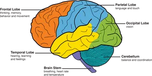 Human Brain Lobes Functions Illustration PNG image