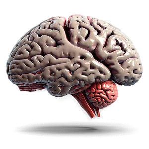 Human Brain Memory Centers Png 06212024 PNG image