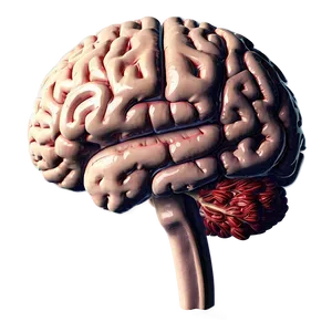 Human Brain Memory Centers Png Mul31 PNG image