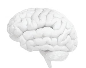 Human Brain Model Graphic PNG image