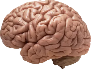 Human Brain Model PNG