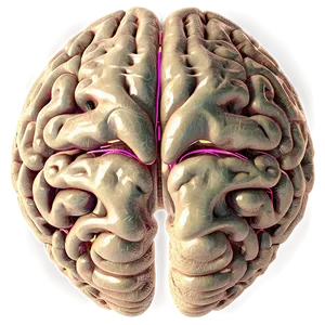 Human Brain Neural Network Png 06212024 PNG image