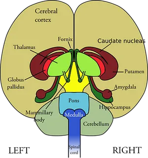 Human Brain Structure Diagram PNG image