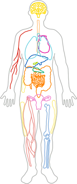 Human_ Circulatory_and_ Respiratory_ Systems_ Sketch PNG image