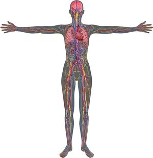 Human Circulatory System Illustration PNG image