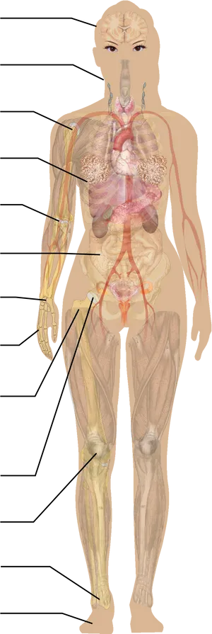 Human_ Circulatory_ System_ Illustration PNG image