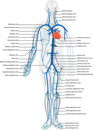 Human Circulatory System Veinsand Arteries PNG image
