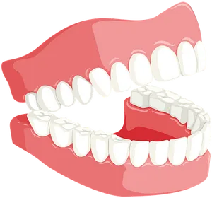 Human Dental Arch Model PNG