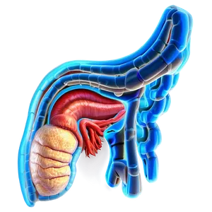 Human Digestive System PNG Ugj
