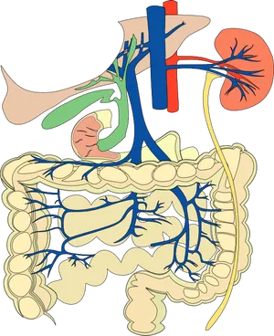 Human Digestiveand Renal System Illustration PNG image