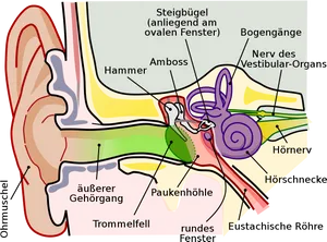 Human Ear Anatomy Diagram PNG image