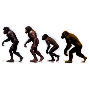 Human Evolution Timeline Png 06242024 PNG image