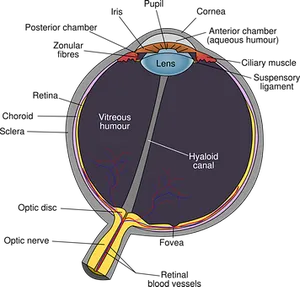 Human Eye Anatomy Diagram PNG image