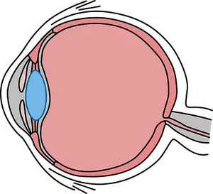 Human Eye Anatomy Illustration PNG image