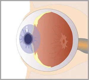 Human Eye Anatomy Illustration PNG image