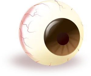 Human Eyeball Illustration PNG image