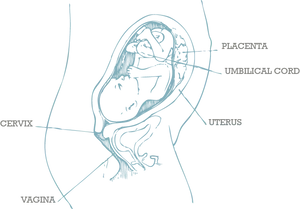 Human Fetal Development Diagram PNG