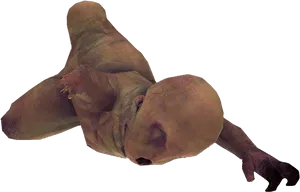 Human Fetus Development Stage
