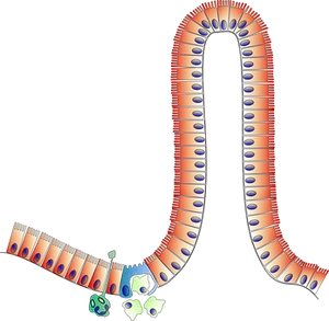 Human_ Gastrointestinal_ Tract_ Illustration PNG image