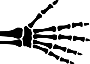 Human Hand Xray Outline PNG image