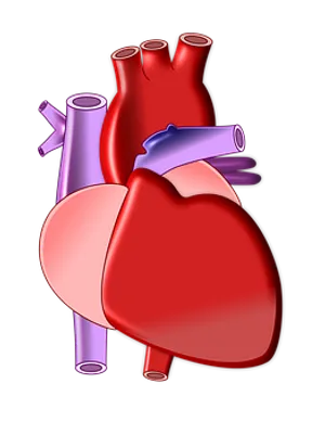 Human Heart Anatomy Illustration